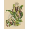 thumbnail image 3 of Unknown 11x14 Black Modern Framed Museum Art Print Titled - Lindenia Orchids II, 3 of 5