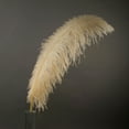 thumbnail image 1 of ZUCKER™ Ostrich Feathers-Prime Femina - Biege, 1 of 3