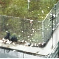 thumbnail image 4 of Climbing, 4 of 5