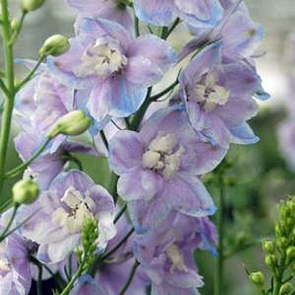 50 Lavendar Delphinium Seeds Perennial Flower Garden Seed Flowers Seed Flower
