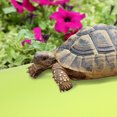 thumbnail image 1 of WEUVEB 1Set EVA Reptile Terrarium Liner for Reptile Pets 200x45cm, 1 of 7