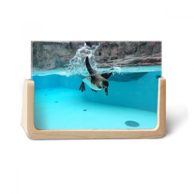 Océan Antarctique Pingouin Science Nature Photo Photo Cadre Photo en Bois Affichage de Table