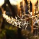 thumbnail image 4 of Guirnalda de luces de Navidad, funciona con pilas, guirnalda de luces de reno blanco cálido, decoración navideña, guirnalda de luces de reno de Navidad, 10 guirnaldas de luces LED, decoración de dormitorio, luz de hadas Kuyhfg Bienvenido a Kuyhfg, 4 of 5