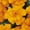 Orange, variant on French Marigold Flower Garden Seeds - Durango Series - Bolero - 1000 Seeds - Annual Flower Gardening Seeds - Tagetes patula
