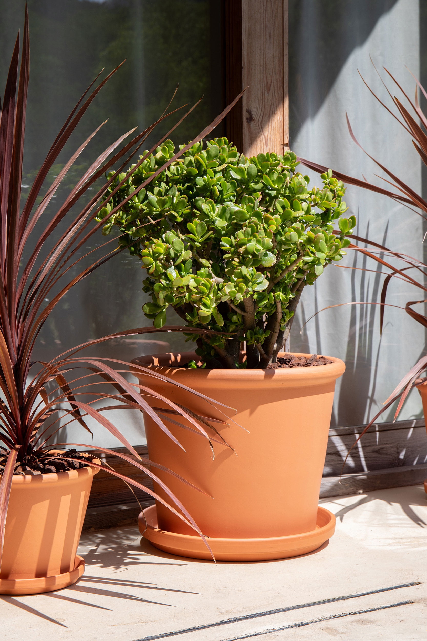 Artevasi 6 inch Round Terracotta Clay Plant Saucer