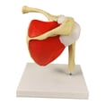 thumbnail image 2 of Modelo de articulación del hombro humano, material didáctico, portátil, con modelo básico de esqueleto del hombro para aprendizaje, investigación, lab, 2 of 9
