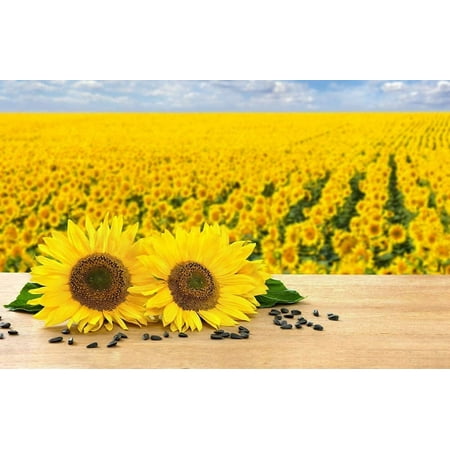 CZ Grain 100 Black Oil Sunflower Plant Seeds