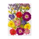 thumbnail image 1 of Ndcxsfigh Material Flores Secas Flores Y Secas Reales Prensadas (color), 1 of 9