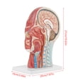 thumbnail image 3 of Modelo médico anatómico del cerebro Jadeshay tamaño natural A, 3 of 8