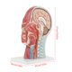 thumbnail image 3 of Modelo médico anatómico del cerebro Jadeshay tamaño natural A, 3 of 8
