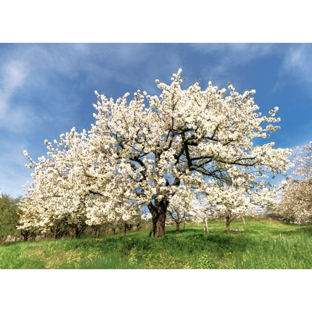 TomorrowSeeds - Sweet Red Cherry Tree Seeds - 25+ Count - For 2026