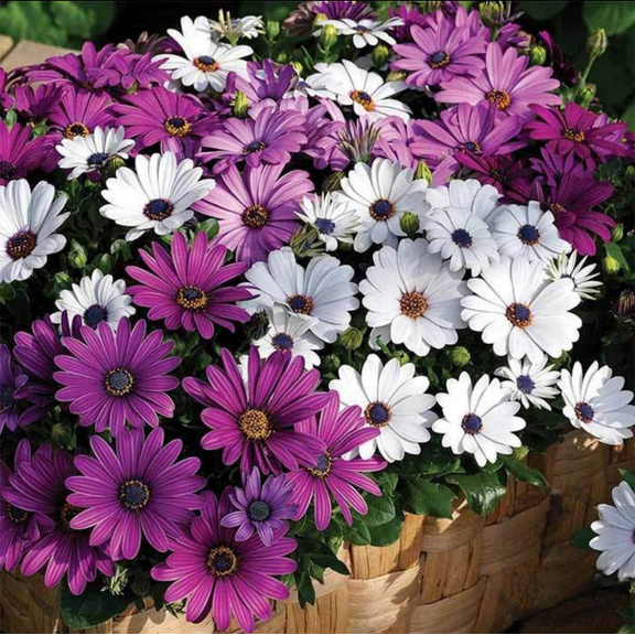 Asti Series Osteospermum Mix ~10 Seeds – African Daisy (Cape Daisy) – 18-24" Drought-Tolerant Shrubs – Non-GMO Annual – White or Mix – 2.5" Blooms – Cut Flower Favorite – AAS Winner – 84-90 Days