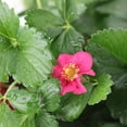 thumbnail image 3 of Expert Gardener 14" Red Strawberry Live Plants in 7" Decorative Pot Full Sun, 3 of 8