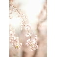 thumbnail image 2 of Millet, Karyn 23x32 White Modern Wood Framed Museum Art Print Titled - Soft Blooms III, 2 of 4