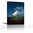 thumbnail image 1 of Bullers Albatross breeding adult with colorful bill, Snares Islands, New Zealand - Contemporary Fine Art Giclee on Canvas Gallery Wrap - wall décor - Art painting - 24 x 36 Inch - Ready to Hang, 1 of 2