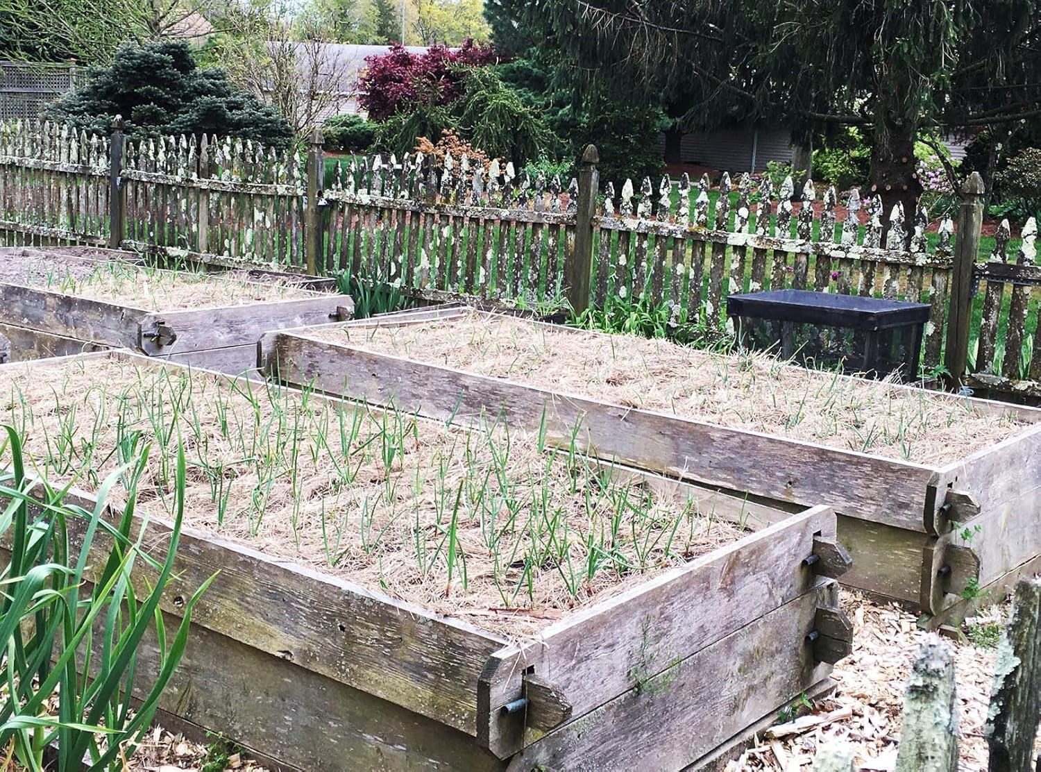 Organic Salt Hay Mulch for Vegetable Gardens | Clean & Sustainable | Weed-Seed-Free | Insulates & Retains Moisture for Plants & New Grass Overseeding | SM Box (12"x12"x12") | 125 Sq. Ft. Coverage