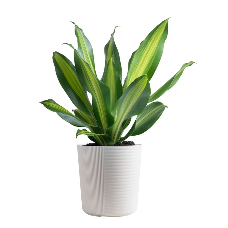 Plants with Benefits 10IN Assorted Foliage - Walmart.com