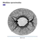 thumbnail image 4 of Gorro Plisado Desechable Cofia 100 Piezas Unitalla Cómodo, 4 of 8
