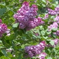 thumbnail image 6 of Direct Gardening Old-Fashioned Purple Flowering Lilac, 1 Gallon Potted Shrub, One per offer, 6 of 6