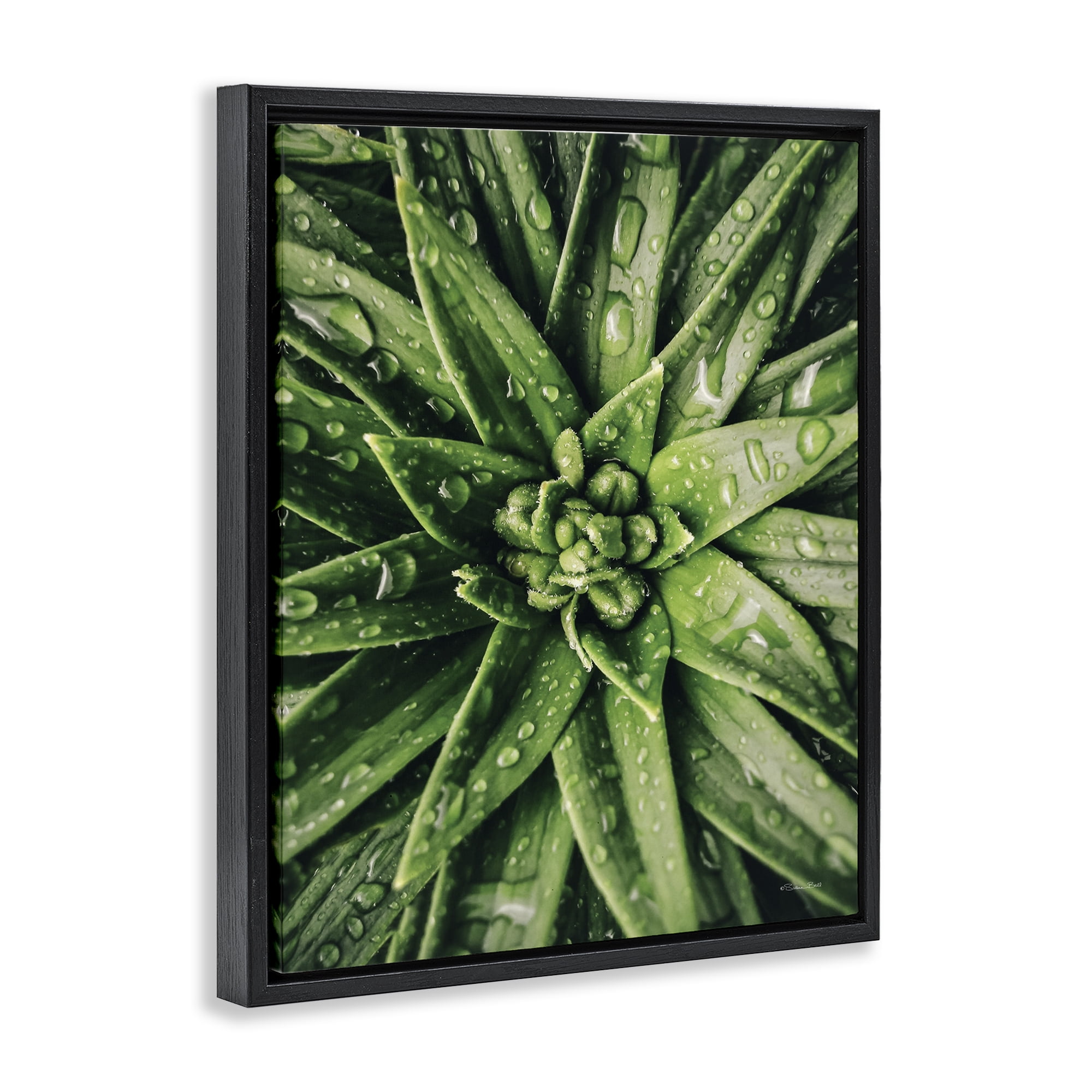 Stupell Industries Succulent in Rain Botanical & Floral Photography Black Floater Framed Art Print Wall Art, 25 x 31