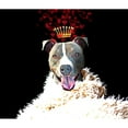 thumbnail image 3 of Lavoie, Tina 17x15 Black Modern Framed Museum Art Print Titled - Royal Love Pup - Pit Bull Terrier, 3 of 5