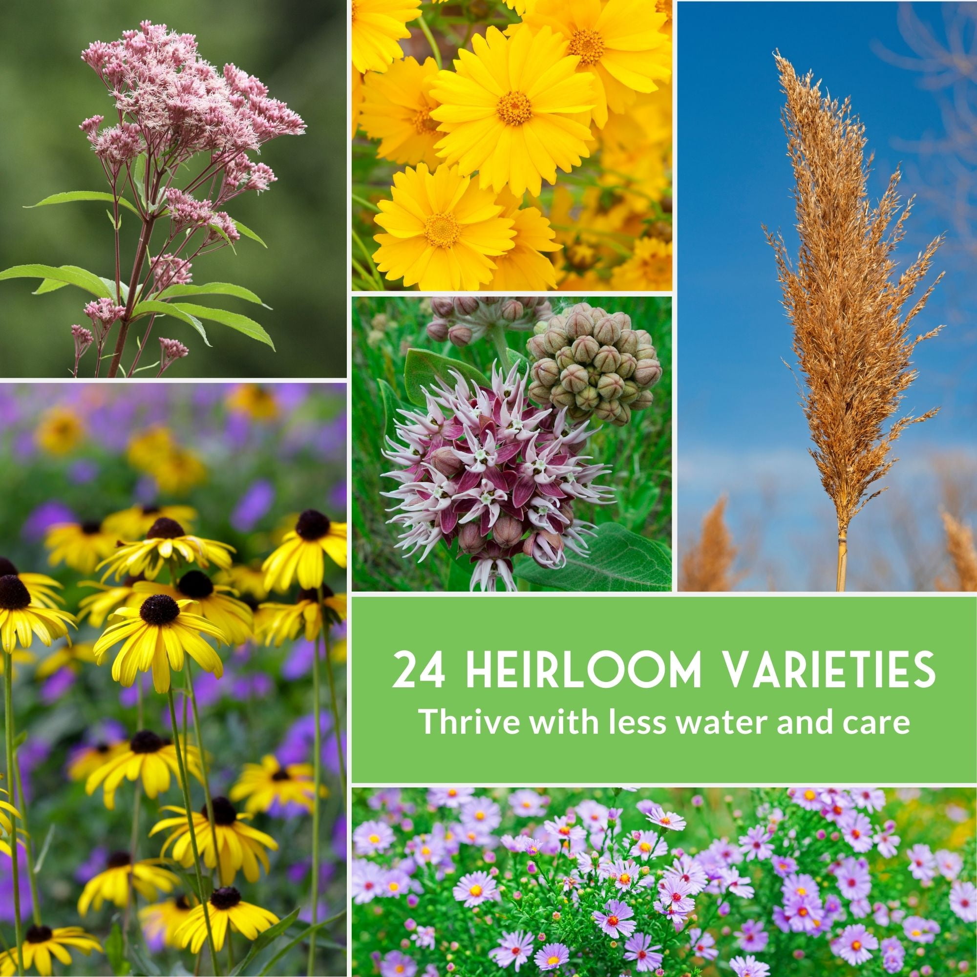 24 Native Flower Seeds - Wildflowers & Ornamental Grasses - Attracts Bees - Zone 3-10