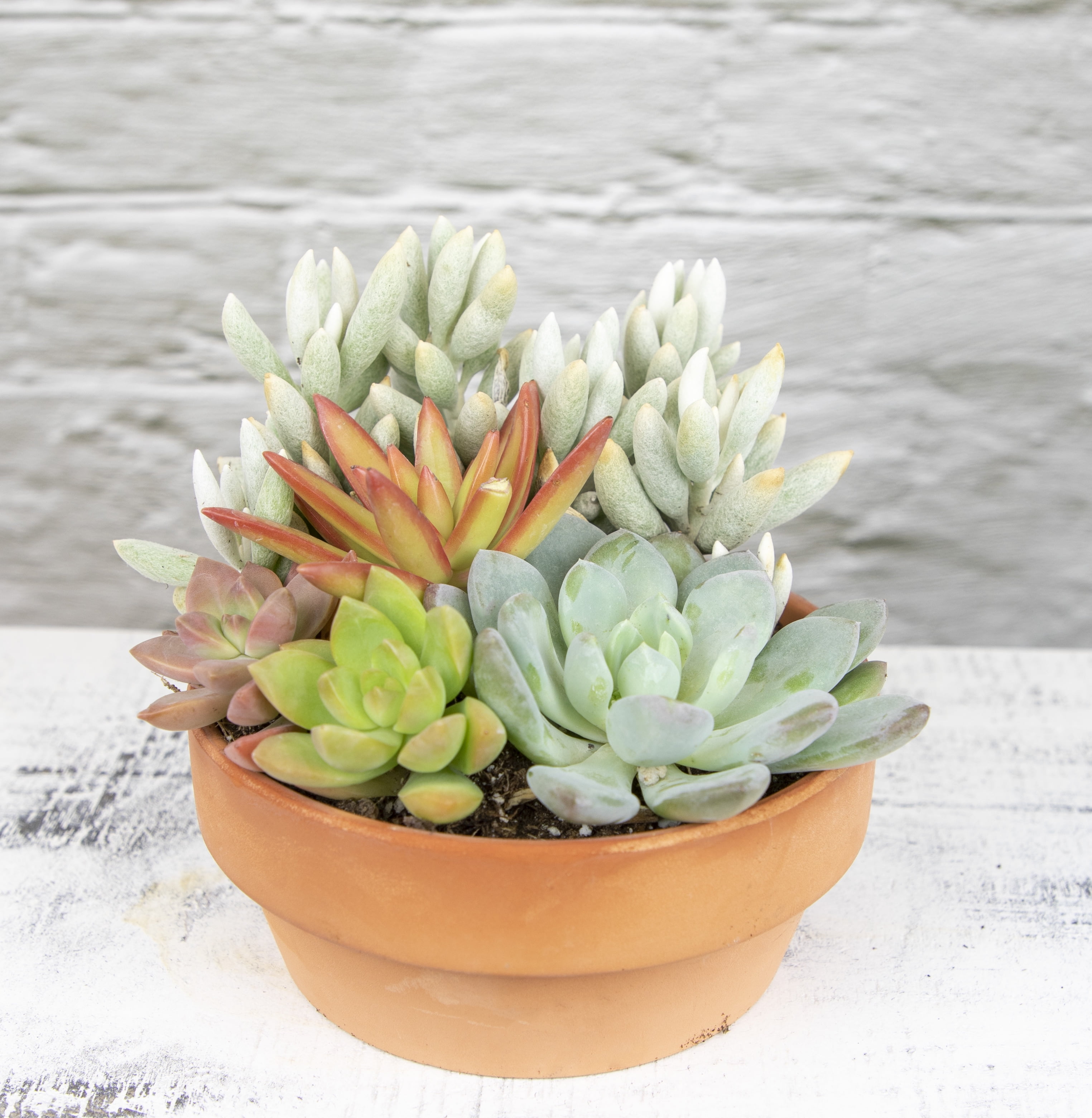 Altman Plants Live Succulent Garden Plant Gift, Drought Tolerant Succulents in 5" Clay Pot