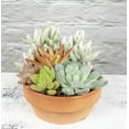 thumbnail image 5 of Altman Plants Live Succulent Garden Plant Gift, Drought Tolerant Succulents in 5" Clay Pot, 5 of 9