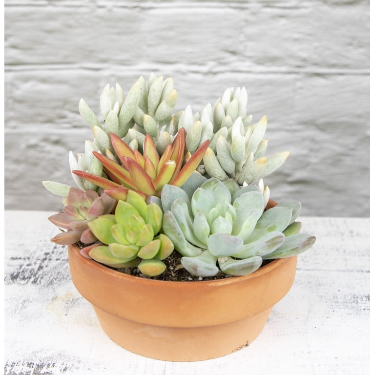 blue indoor plant pots LuxenHome Ocean Blue 15.75-Inch Round Ceramic Planter main image 0