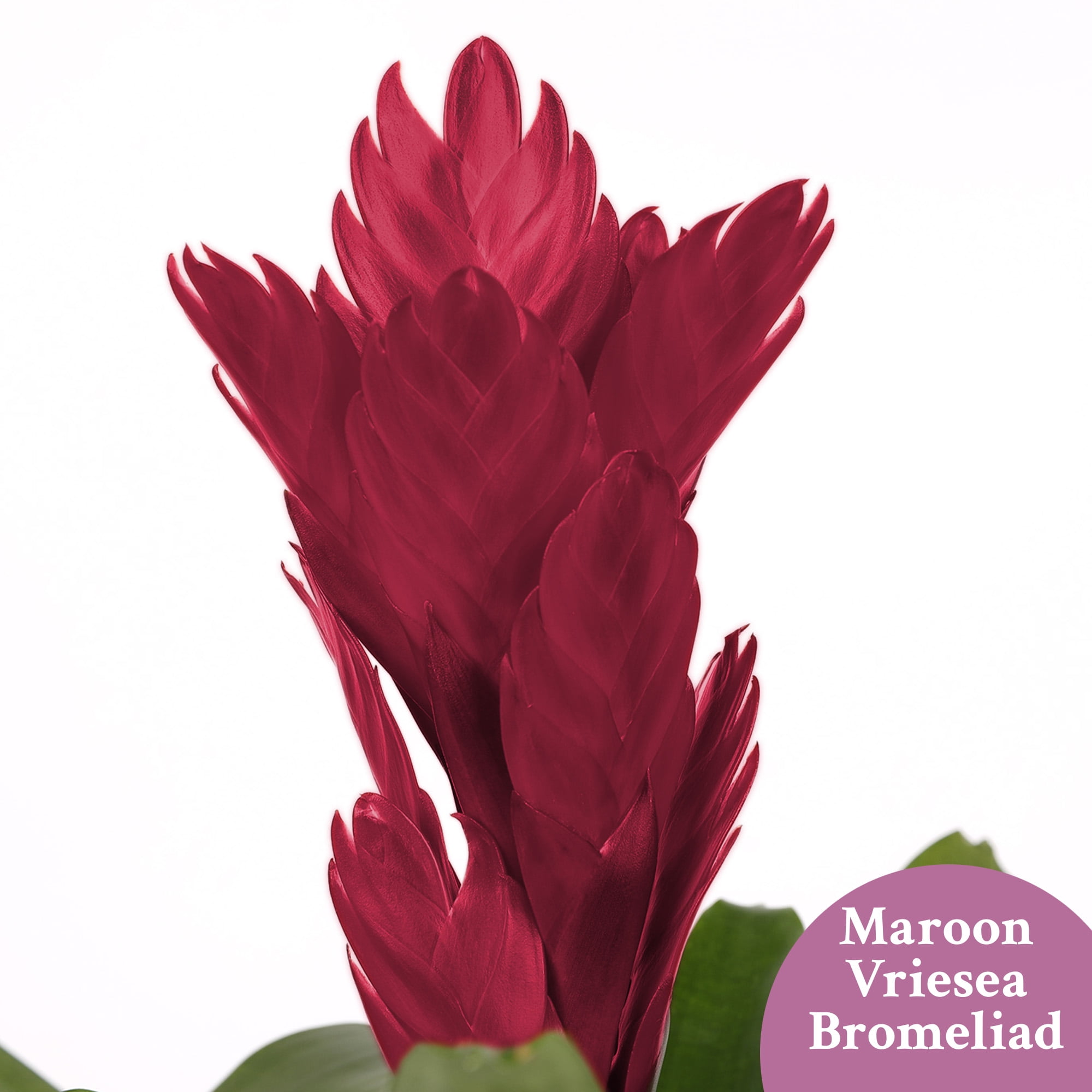 5” Dark Purple Bromeliad in Rockefeller Black Planter – Love You Collection