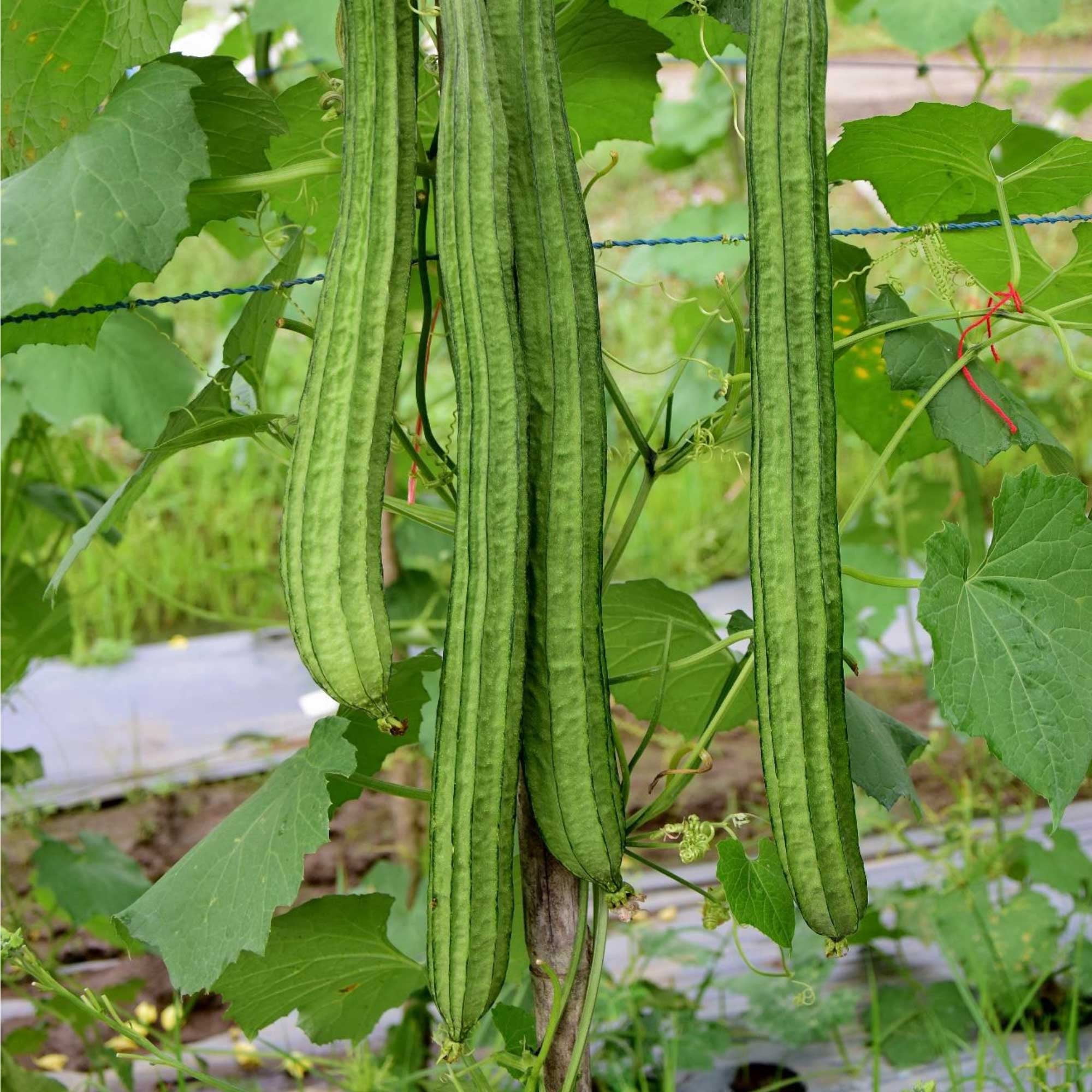 Walmart Winged Bean Seeds, 5g Packet, ~20 Non-GMO Heirloom Seeds