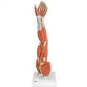 Muscles of the Arm Anatomical Model