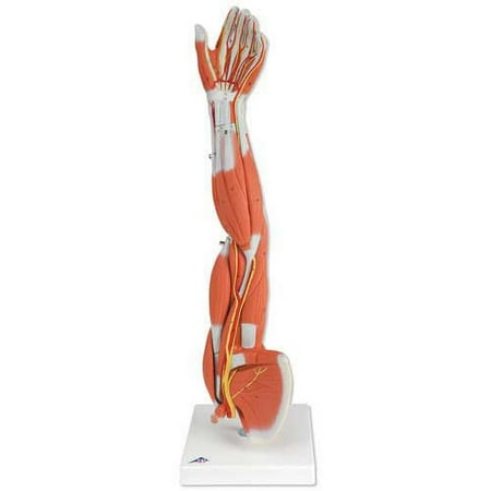 Muscles of the Arm Anatomical Model