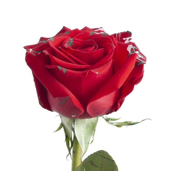 Painted Xmas Confetti Roses - 50 cm - Fresh Cut Flowers - 100 Stems - by Bloomingmore