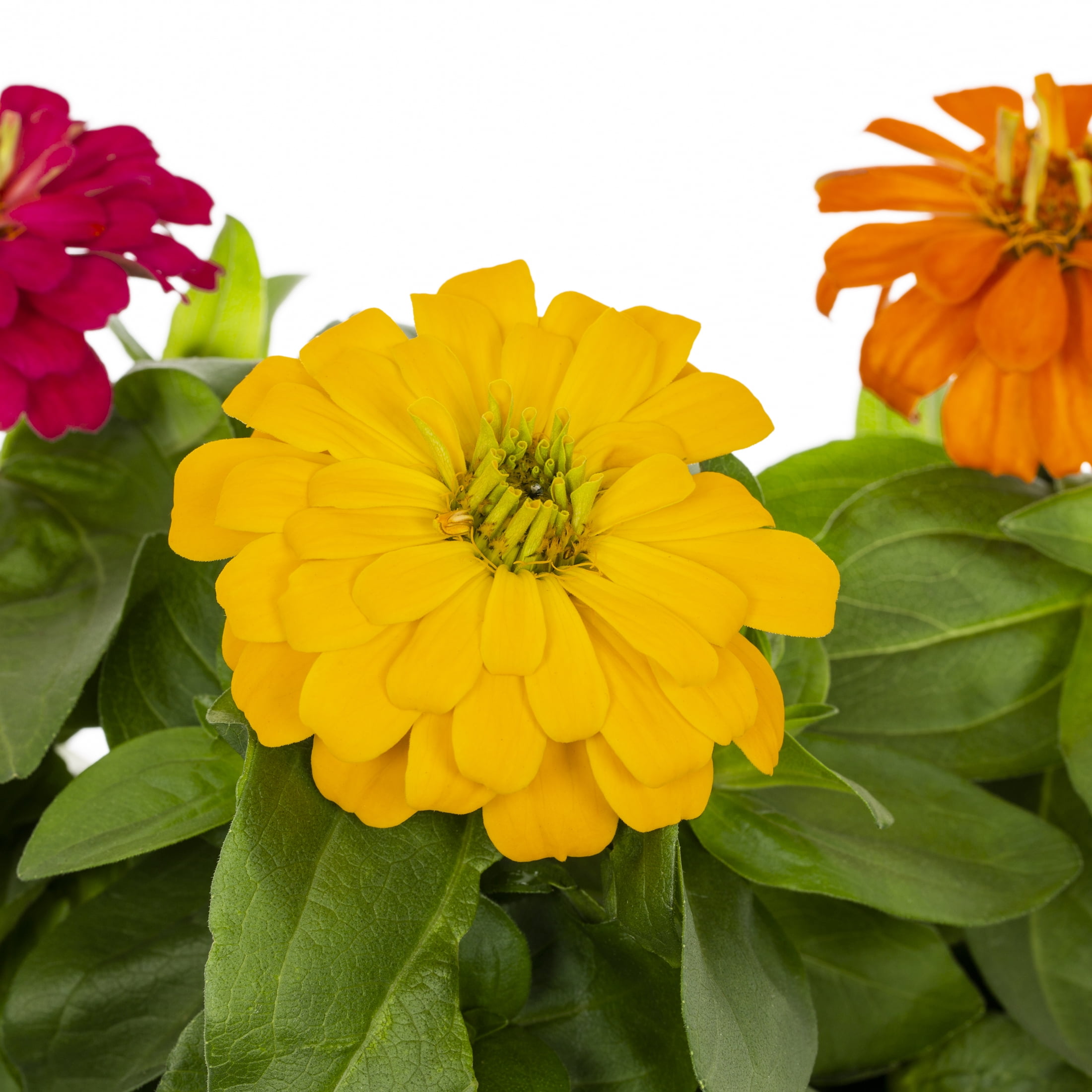 Expert Gardener 3QT Multicolor Zinnia Live Annual Plant Sun 2-Pack