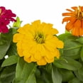 thumbnail image 3 of Expert Gardener 3QT Multicolor Zinnia Live Annual Plant Sun 2-Pack, 3 of 7