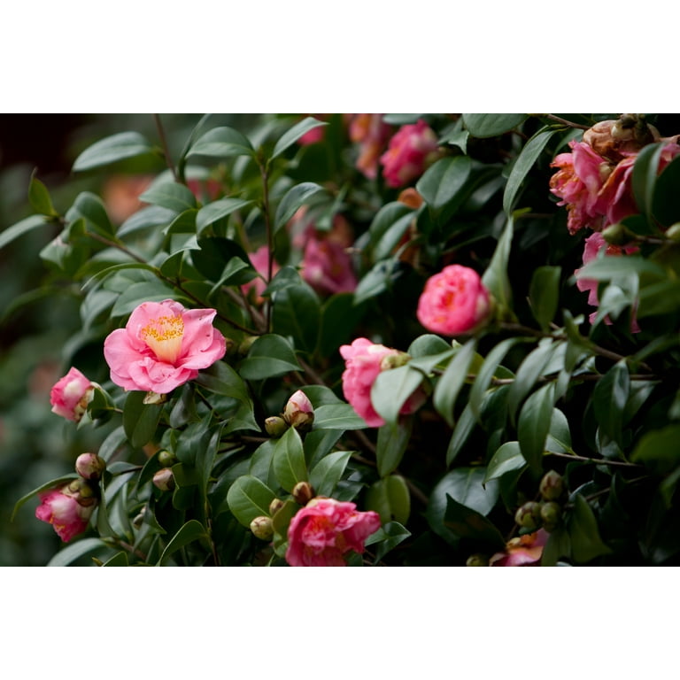 Camelia and Camelia gradient available in store at DSG in Florida