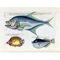 thumbnail image 2 of Renard, Louis 18x15 White Modern Wood Framed Museum Art Print Titled - Babara, 2 of 4