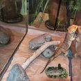 thumbnail image 2 of Shisuyan Accessoires pour Reptiles Résine 1Ensemble 6.3x4.3x3.1in, 2 of 9