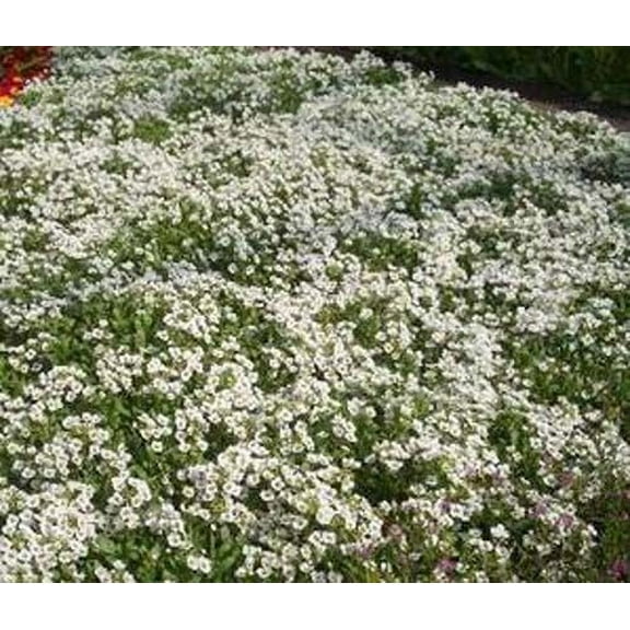 Alyssum Carpet of Snow Nice Garden Flower 1,000 Seeds