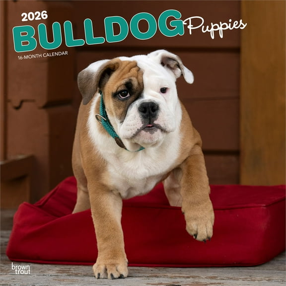 Bulldog Puppies | 2026 12x24" (Hanging) Wall Calendar | Plastic-Free | BrownTrout