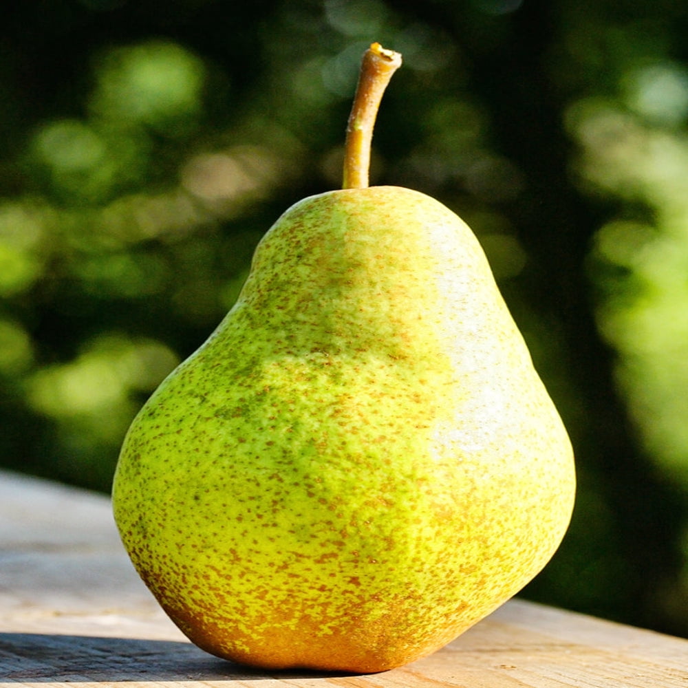 Expert Gardener Bartlett European Pear Live Tree, 3-4 ft Tall, 7-Gallon Grower Pot