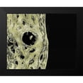 thumbnail image 2 of Tenoever, William 24x20 Black Modern Framed Museum Art Print Titled - Gold Type: Cholla Bones 1, 2 of 5