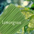 thumbnail image 5 of Nvzi 45 varitas de hierba verde aromática de 22 cm de largo para exteriores, ideales para aromaterapia en patios, con aceite esencial de limoncillo y repelente natural de insectos., 5 of 5