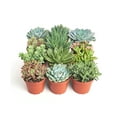 thumbnail image 2 of Shop Succulents 4 Inch Assorted Succulent Collection Succulent (Collection of 12), 2 of 2