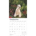 thumbnail image 4 of Soft Coated Wheaten Terriers | 2025 12x24" (Hanging) Wall Calendar | BrownTrout, 4 of 9