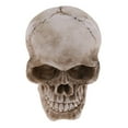 thumbnail image 4 of Skulls Tête de Squelette Humain Crânes de Squelette, 4 of 8