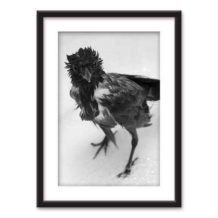 Black And White Bird Pictures wall26 - Framed Wall Art - A Bird Soaked Rain in Black White - Black Picture Frames White Matting - 23x31 inches ()