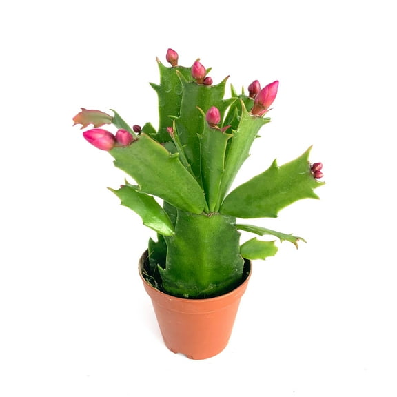 Pink Christmas Cactus Live Plants in 2" Pot, Holiday Blooming Houseplant