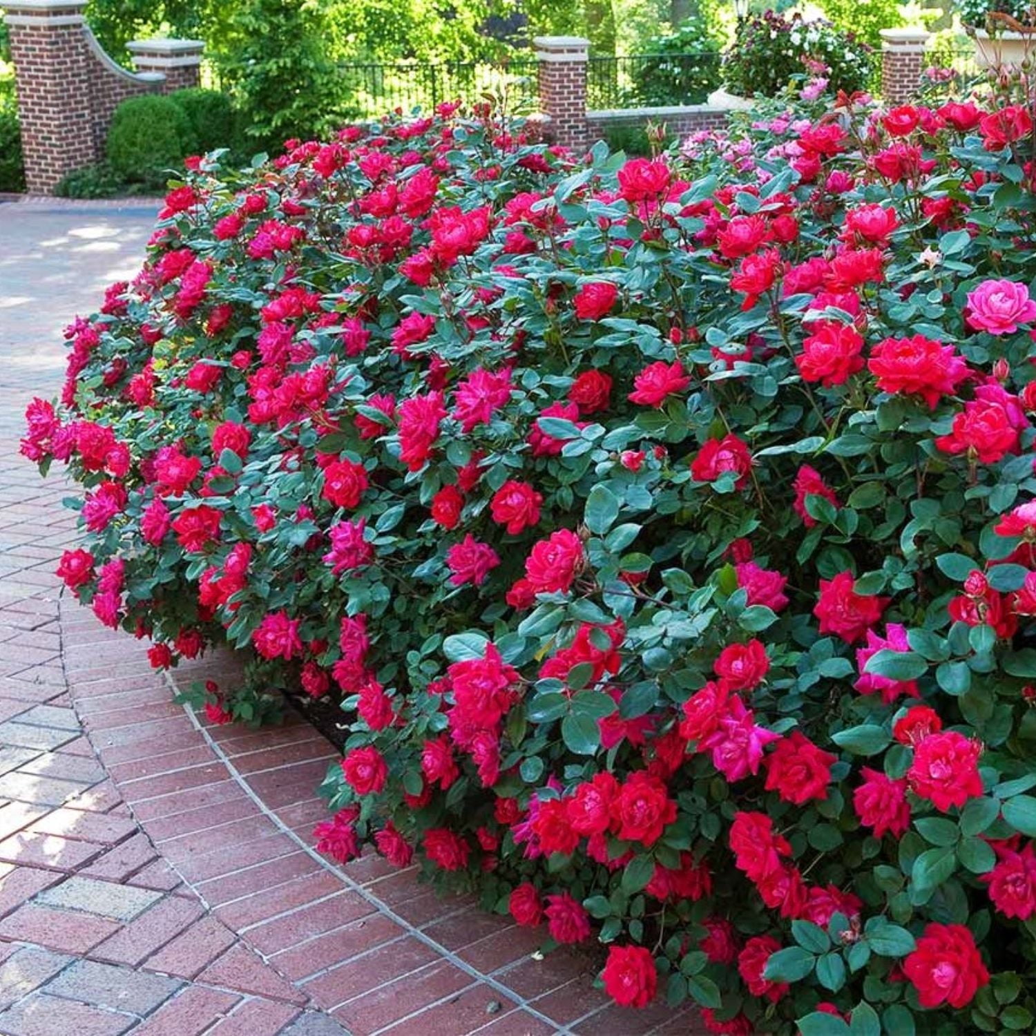 Expert Gardener 12-18" Showpiece™ Lipstick Fragrant Shrub Rose with Dark Pink Flowers Live Tree in 2 gal. Grower Pot